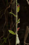 Heartsepal buckwheat